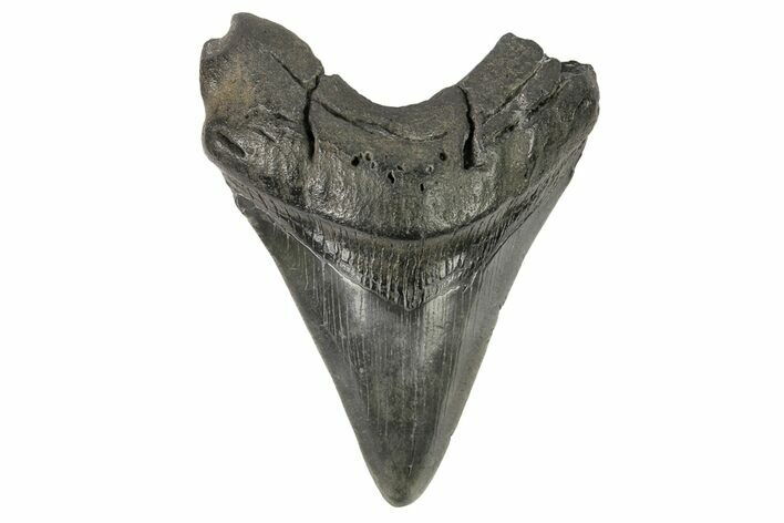 Fossil Megalodon Tooth - South Carolina #168938